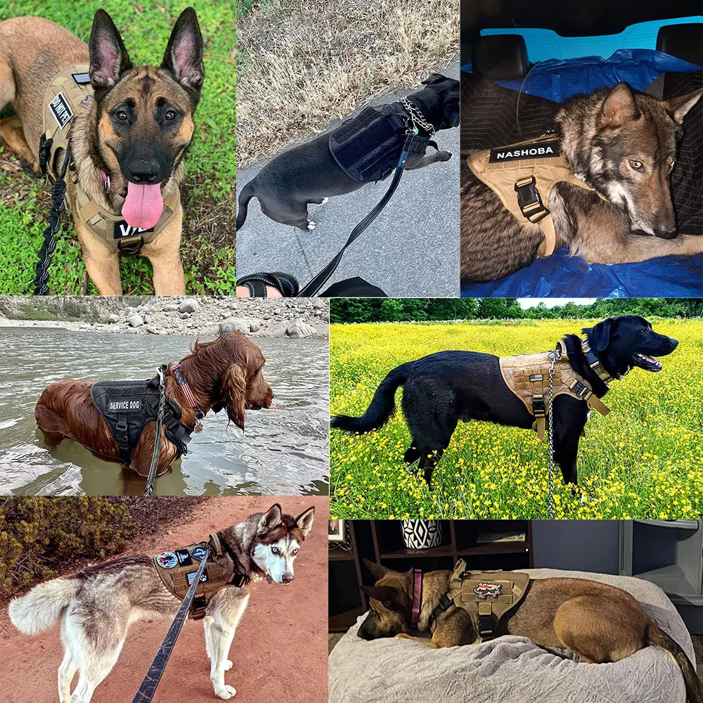 Large & Medium Dog Harness, collar, Leash Set